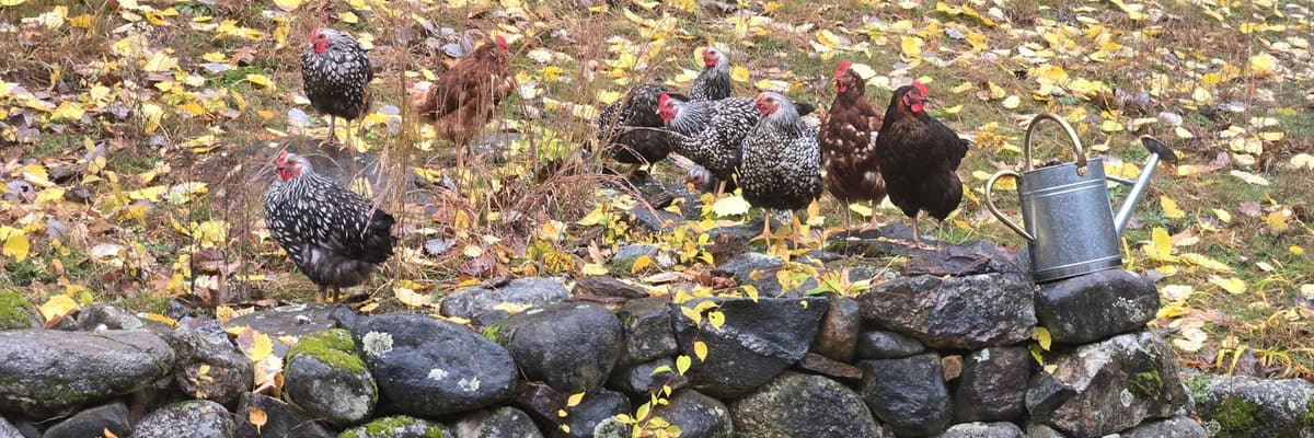Ross Berry's chickens on a stone wall in autumn