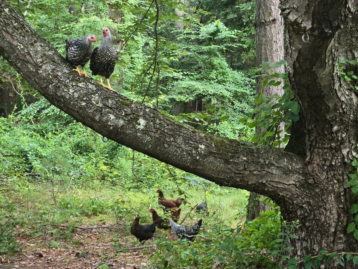 Chickens perched in a tree on the Berry property
