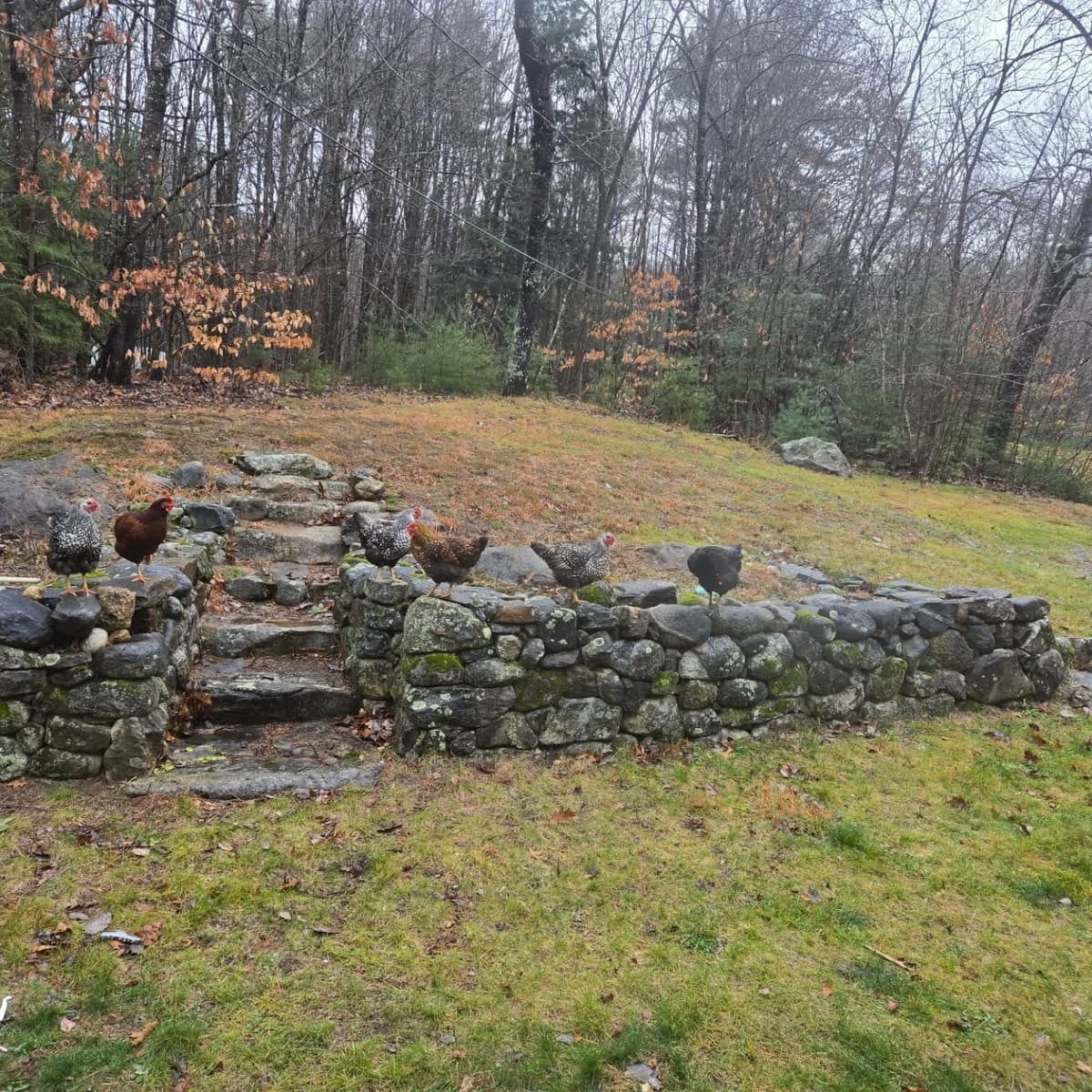Chickens perched on a New Hampshire stone wall